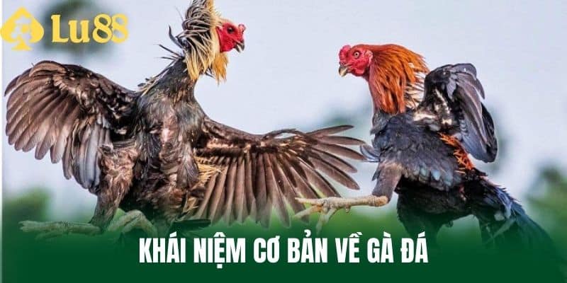 Khái Niệm Cơ Bản Về Gà Đá