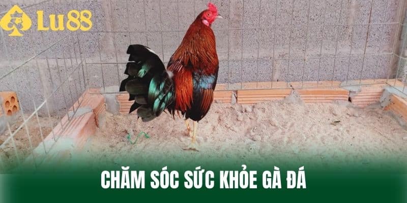 Chăm Sóc Sức Khỏe Gà Đá