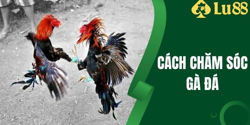 Cách Chăm Sóc Gà Đá - Yếu Tố Quyết Định Kết Quả