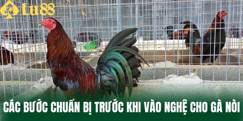 Các Bước Chuẩn Bị Trước Khi Vào Nghệ Cho Gà Nòi