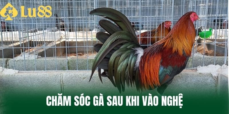 Chăm Sóc Gà Sau Khi Vào Nghệ