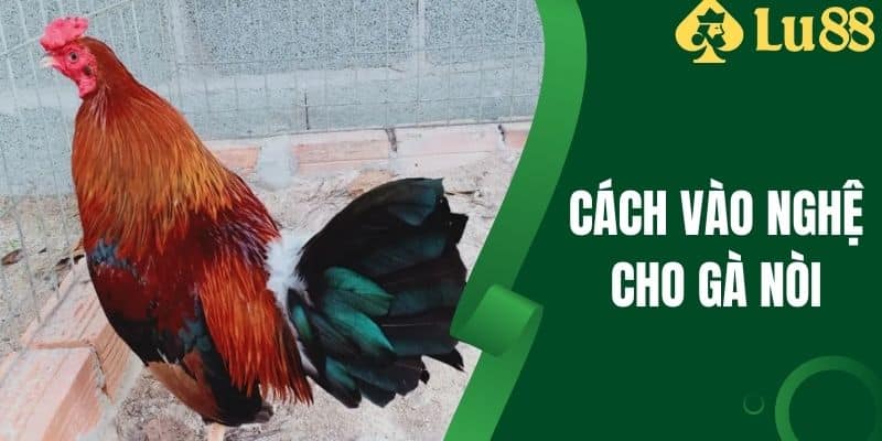 Cách Vào Nghệ Cho Gà Nòi Đúng Cách Và Phát Huy Tác Dụng