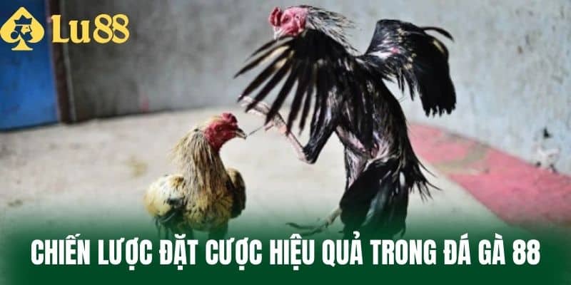 Chiến Lược Đặt Cược Hiệu Quả Trong Đá Gà 88