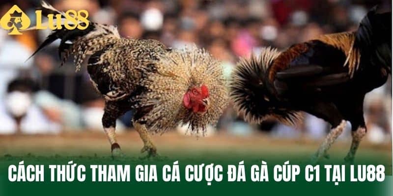 Cách thức tham gia cá cược đá gà cúp C1 tại LU88