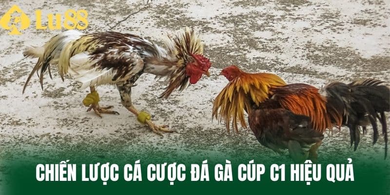 Chiến lược cá cược đá gà cúp C1 hiệu quả