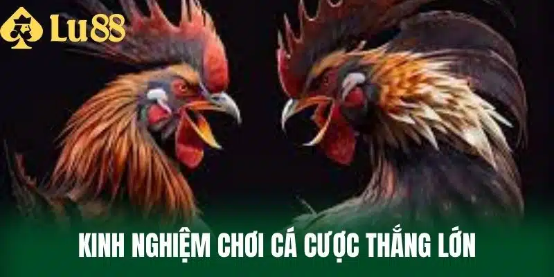 Kinh nghiệm chơi cá cược thắng lớn